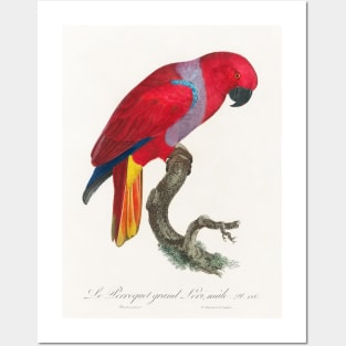 The Eclectus Parrot, Eclectus roratus, male from Natural History of Parrots (1801—1805) by Francois Levaillant Posters and Art